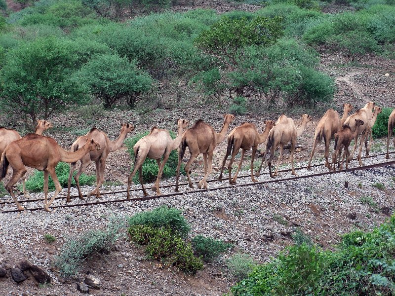 barka-nado-mokaya-ethiopia-2009-camels