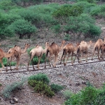 barka-nado-mokaya-ethiopia-2009-camels